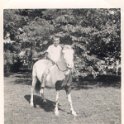Horse - JimmyRoberson218